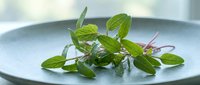 Fresh green mint leaves arranged on a light blue ceramic plate, ideal for culinary, food styling, and restaurant menu design projects.