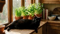 Black cat relaxing on wooden windowsill with potted green plants, natural sunlight streaming through window, cozy home interior with books and kitchenware visible in background.