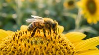 Honeybee collecting nectar and pollen from bright yellow sunflower in summer garden. Close-up macro shot shows pollination process in natural outdoor setting.