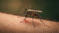 Mosquito feeding on human skin with blood-filled abdomen in macro detail showing insect anatomy and bite process for medical education content.