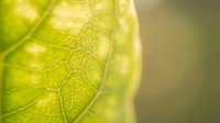 Close-up macro view of fresh green leaf showing detailed vein structure and cellular patterns with soft natural lighting and blurred background.