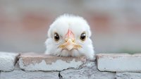 Adorable white baby chick with bright eyes and pink beak peering over weathered brick wall, creating charming close-up portrait against soft blurred background.