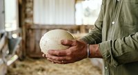 Farmer holding fresh ostrich egg in hands at farm, agricultural production and poultry breeding concept for commercial use.