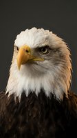Bald eagle with white head and dark brown plumage facing forward against neutral background, suitable for wildlife, nature, and patriotic design projects.