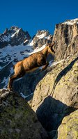 Mountain goat climbing rocky cliff face with snow-capped peaks and blue sky in alpine wilderness landscape for outdoor adventure and wildlife photography.