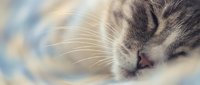 Cute tabby cat sleeping peacefully on soft blanket, close-up of face with long whiskers, cozy home pet resting in calm light.