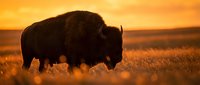 American bison silhouette grazing in golden grassland at sunset, wildlife photography for nature and conservation themes.