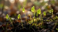 Fresh green moss sprouting from dark soil in warm sunlight with bokeh background. New growth, spring awakening, nature regeneration concept for eco projects.