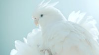 White cockatoo with raised crest feathers against soft blue background, displaying elegant plumage and gentle expression in ethereal lighting for nature and wildlife projects.