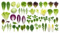 Fresh organic salad greens and leafy vegetables collection isolated on white background for healthy cooking and nutrition design projects.