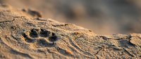 Animal paw print impression in sandy soil with warm golden lighting creating natural texture and depth for outdoor adventure concepts.