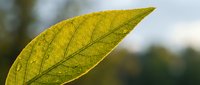 Bright yellow-green leaf with visible veins against soft blurred forest background, capturing autumn seasonal change and natural botanical details for nature and environmental projects.