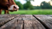 Curious brown cow peeking into frame over rustic wooden surface with blurred green pasture background, creating playful agricultural perspective.