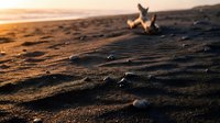 Golden sunset light illuminates textured sand dunes with scattered shells and driftwood, creating warm atmospheric beach landscape for travel and nature concepts.