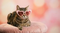 Adorable tabby cat wearing pink heart-shaped sunglasses sitting on soft pink cushion against dreamy pastel background for Valentine's Day celebrations.