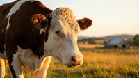 Close-up portrait of a brown and white cow grazing in a sunny meadow with a farm and golden fields in the background.