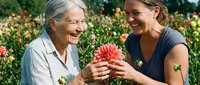 Senior woman with gray hair and younger adult woman with brown hair examining pink gerbera daisy flower together in blooming garden field, representing gardening hobby, intergenerational bonding, and nature appreciation.