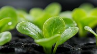 Fresh green sprouts growing from dark soil with water droplets on tender leaves, macro photography showing nature awakening and new plant life development.
