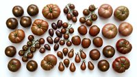 Assorted brown and bronze heirloom tomatoes in various sizes and shapes arranged on white background, isolated for culinary and agricultural design projects.