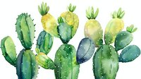 Watercolor prickly pear cactus plants in green and yellow shades with delicate white spots, arranged in organic composition on white background.
