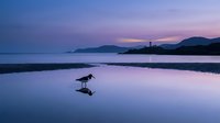 Seagull walking on wet sand beach at twilight with lighthouse and mountains in background, purple pink sky reflected in water creating serene coastal landscape.