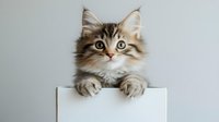 Adorable long-haired tabby kitten with big green eyes peeking over white surface, paws hanging over edge against light gray background. For pet care and animal blogs.