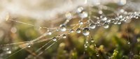 Morning dew drops on delicate spider web with soft bokeh background creating natural macro photography composition for wellness and nature themes.