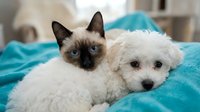Siamese kitten and white poodle puppy resting together on turquoise blanket, showcasing pet companionship and friendship for animal lovers and pet care content.