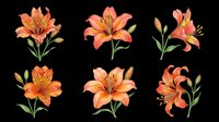 Vibrant orange and coral lily flowers with green stems and leaves, isolated on transparent background. Ready for t-shirt designs, clipart, stickers, sublimation, and print-on-demand products.