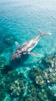 Humpback whale swimming gracefully in crystal clear turquoise ocean waters above coral reef creating peaceful underwater marine wildlife scene.
