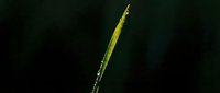 Single green grass blade with water droplets against dark background for nature and botanical design projects.