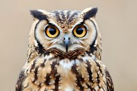 Close up portrait of great horned owl with piercing yellow eyes and distinctive ear tufts against blurred natural background, showing detailed feather patterns.