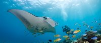 Majestic manta ray gliding through crystal clear tropical waters with scuba diver and colorful reef fish in background. Underwater marine life adventure scene.