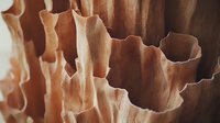 Macro view of brown organic wavy structures creating abstract natural pattern with deep shadows and curved edges, showing delicate textures and layers.