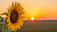 Bright sunflower blooming in golden field during warm summer sunset with orange sky and soft natural lighting for agriculture and nature themes.