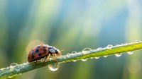 Red ladybug walking on green grass blade with morning dew drops, soft bokeh background creates peaceful nature scene for wellness and environmental themes.