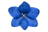 Vibrant blue balloon flower blossom with delicate veined petals and white star-shaped center isolated on white background for floral design and botanical projects.
