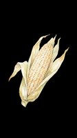 Corn ear with husks partially peeled back, revealing golden kernels. Isolated on transparent background, ready for clipart, t-shirt design, print-on-demand, stickers, and sublimation projects.