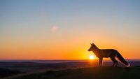 Wild fox silhouette standing on hill during golden hour sunset with orange sky and sun rays creating dramatic wildlife scene for nature photography.
