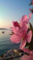 Pink oleander flowers blooming against serene ocean sunset backdrop with soft golden light and peaceful coastal atmosphere for relaxation themes.