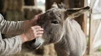 Person petting gray donkey with long ears in farm setting, showing animal care and gentle interaction with livestock for agricultural content.