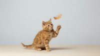 Playful orange tabby kitten reaching up with paw to catch falling autumn leaf on neutral background for pet care and seasonal content.