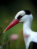 White stork close-up portrait showing distinctive red beak and black eye mask against blurred green background, wildlife photography of European migratory bird.
