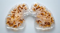 Anatomical model showing bronchial tree structure in transparent lungs with golden bronchi and alveoli, medical education concept on white background, isolated.