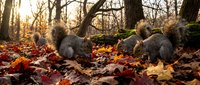 Gray squirrels foraging among colorful autumn leaves in forest setting with warm sunlight filtering through bare trees creating peaceful wildlife scene.