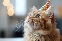 Adorable ginger tabby cat wearing colorful party hat looking up with bright eyes and whiskers in soft indoor lighting for celebration concepts.