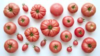 Fresh ripe red tomatoes arranged on white background, various sizes from small cherry to large beefsteak varieties, overhead flat lay composition for food and cooking content.