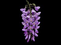 Purple wisteria flower cluster isolated on transparent background, ready for t-shirt design, clipart, stickers, sublimation and print-on-demand projects.
