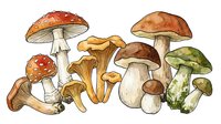 Assorted edible and poisonous mushrooms illustrated in watercolor style, featuring fly agaric, chanterelles, porcini, and various fungi species for educational and culinary reference materials.