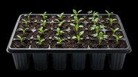 Seedling tray with young green sprouts growing in dark soil, isolated on transparent background, ready for gardening, print on demand, stickers, and t-shirt design use.